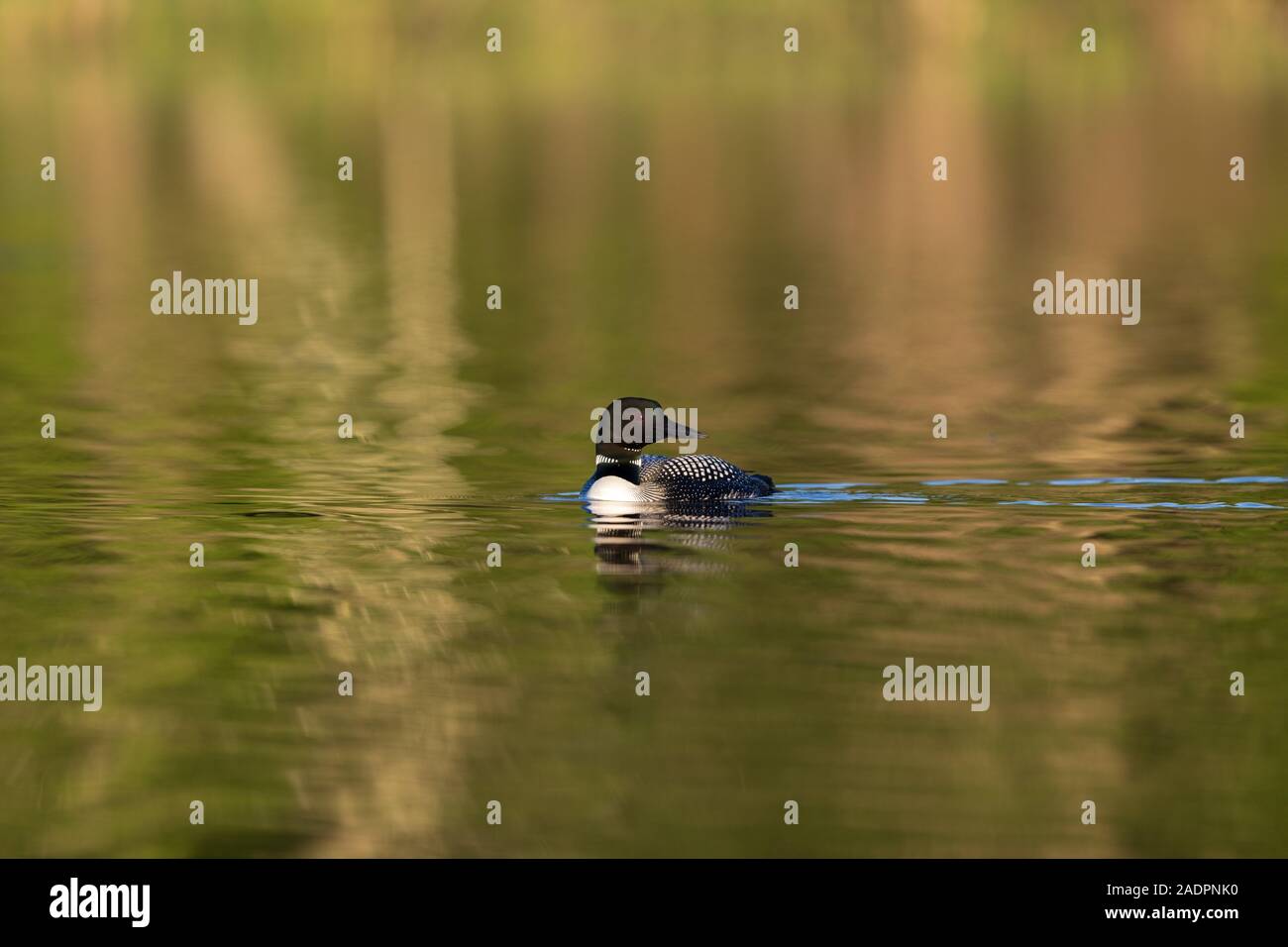 Loon comune di nuoto in Wisconsin settentrionale del lago. Foto Stock