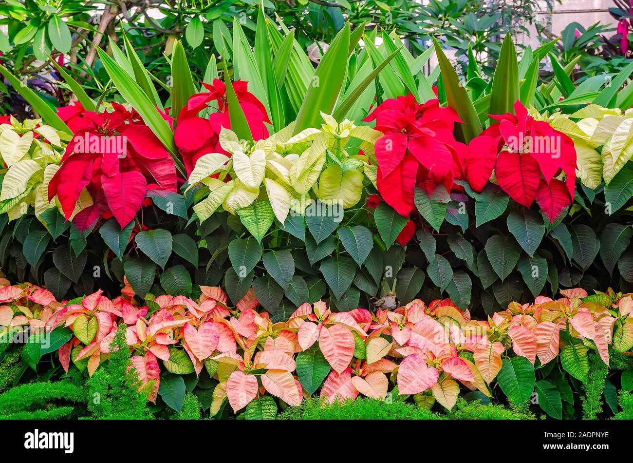 Una varietà di poinsettias in rosso, salmone e verde pallido vengono visualizzati in serre riscaldate a i Bellingrath Gardens, nov. 24, 2019, in Theodore, Alabama. Foto Stock