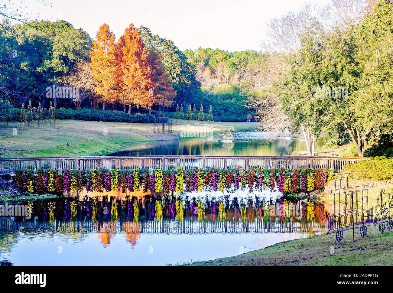 Cascading crisantemi appendere dal ponte rustico e riflettere in Mirror Lake presso i Bellingrath Gardens, nov. 24, 2019, in Theodore, Alabama. Foto Stock
