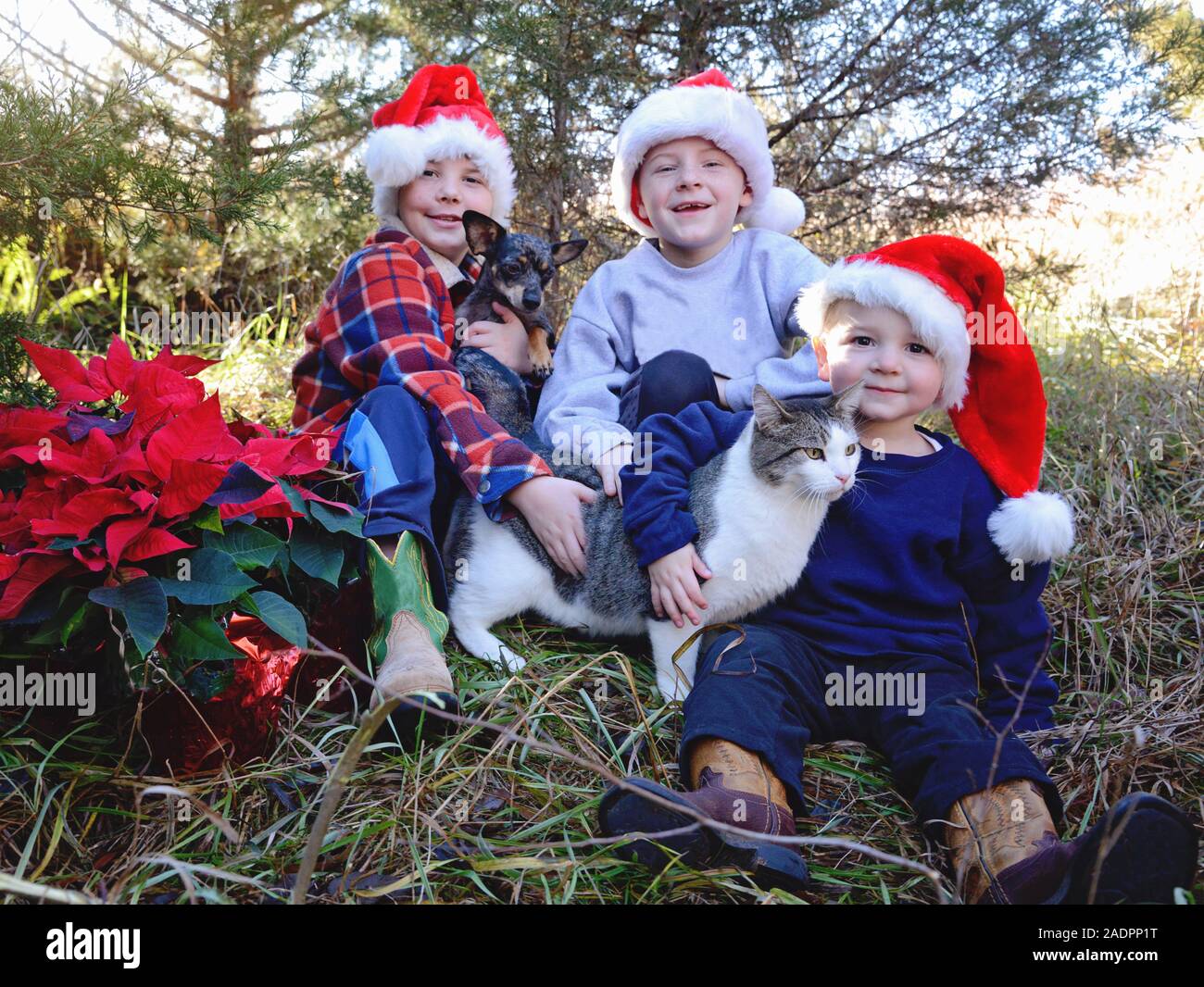 Tre ragazzi in cappelli di Babbo Natale holding di cane e di gatto Foto Stock Tre ragazzi in cappelli di Babbo Natale holding di cane e di gatto Foto Stock