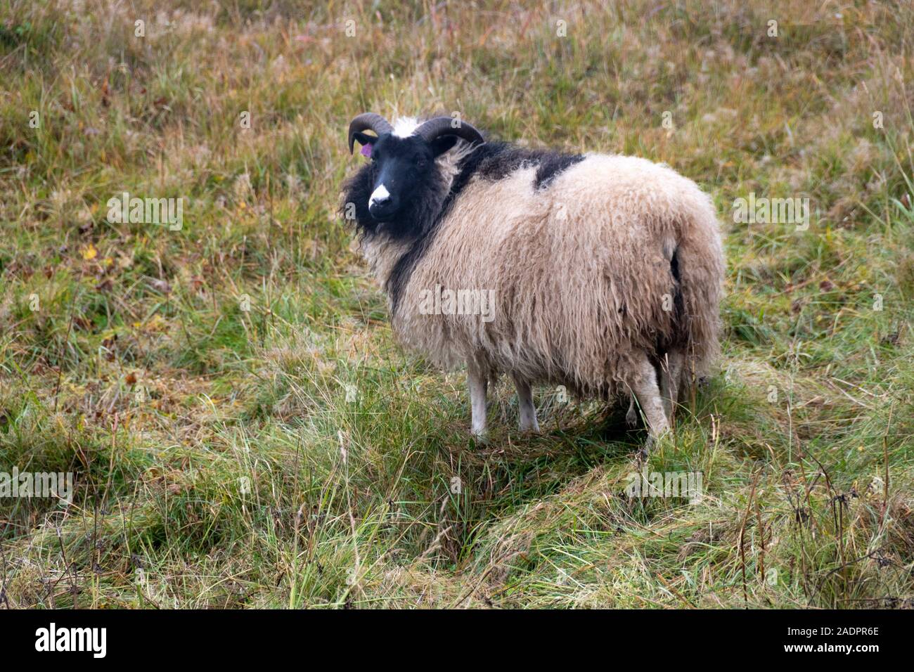 In bianco e nero di ovini, Illugastadir, Islanda Foto Stock