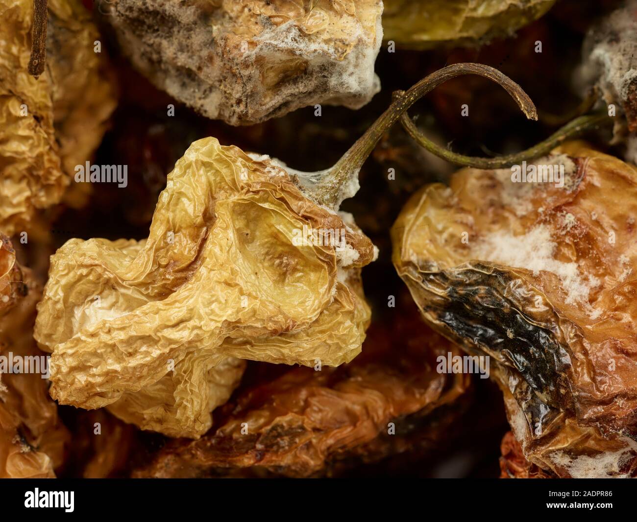 Close up Scotch Bonnet pepe cibo fotografia ritratto Foto Stock