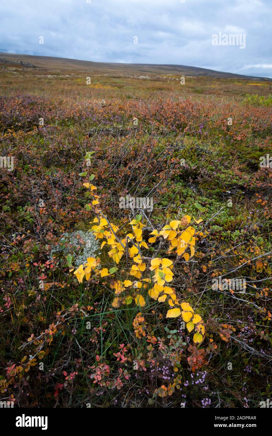 Arbusti di bassa vegetazione sul piatto paesaggio vicino Goðafoss, Godafoss, Islanda Foto Stock