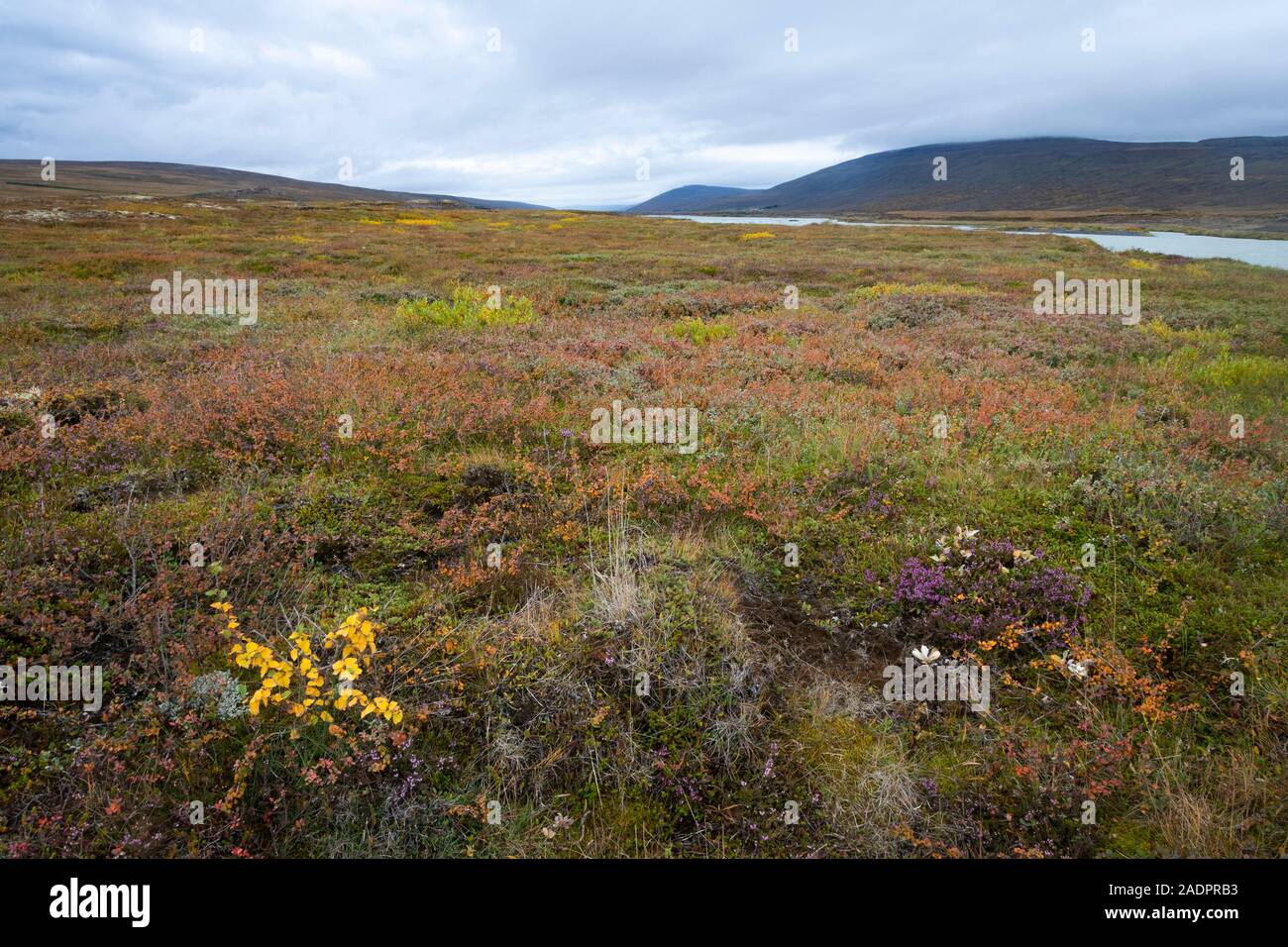 Arbusti di bassa vegetazione sul piatto paesaggio vicino Goðafoss, Godafoss, Islanda Foto Stock