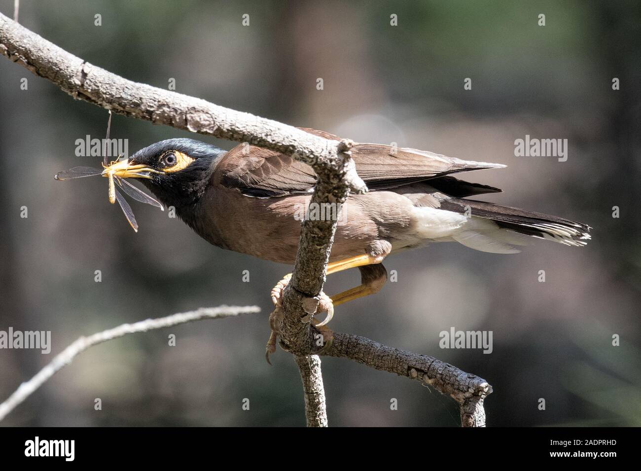 Myna comune la cattura di libellula Foto Stock