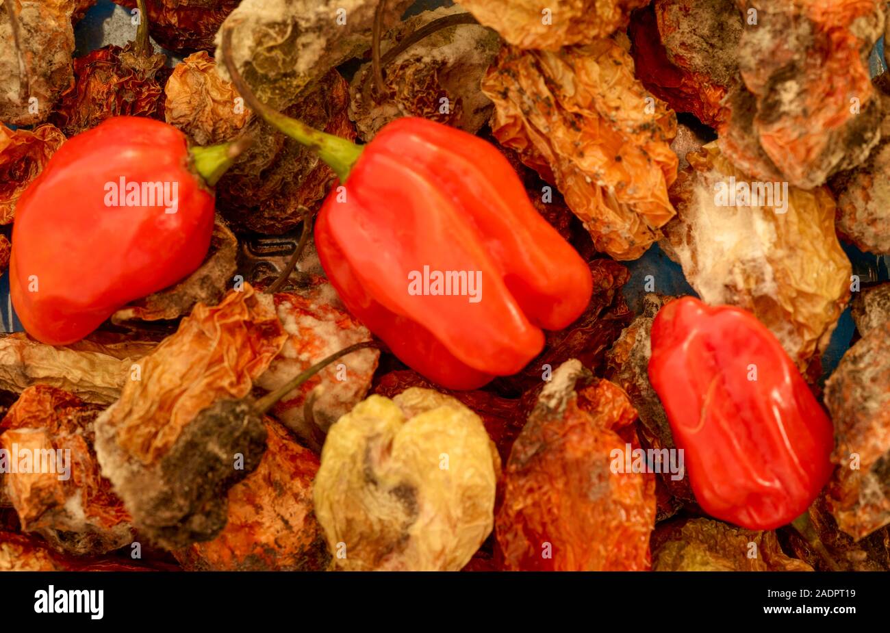 Secca e fresca Scotch Bonnet peperoni still life fotografia di cibo Foto Stock