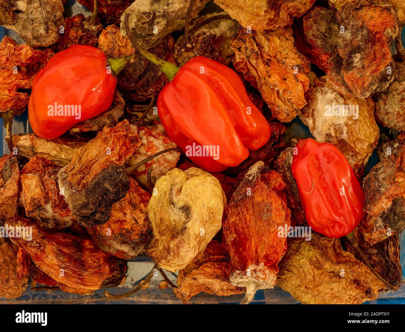 Secca e fresca Scotch Bonnet peperoni still life fotografia di cibo Foto Stock