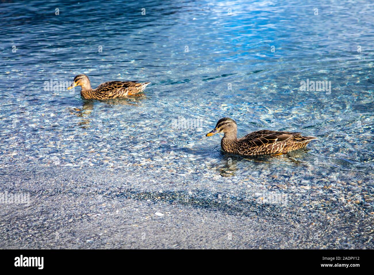 Anatre nel lago Wanaka, Isola del Sud, Nuova Zelanda Foto Stock