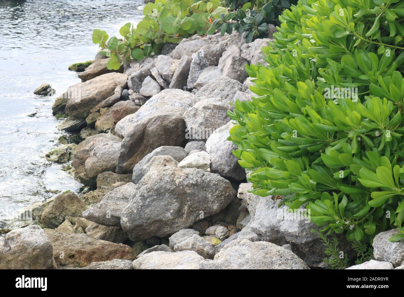 Verde tropicale e costa rocciosa Foto Stock