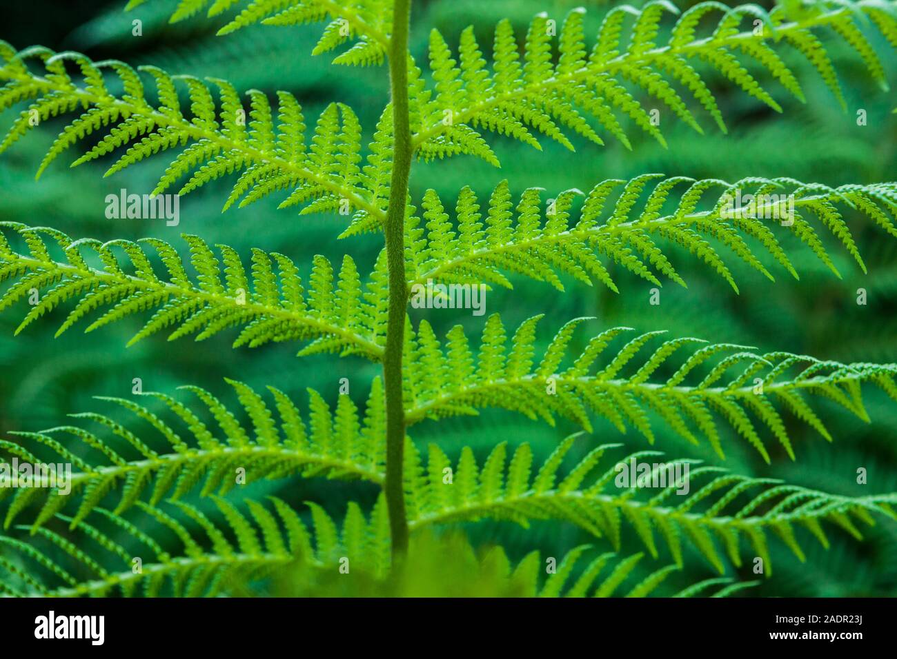 Una felce in Golden Gate Park Giardini Botanici, San Francisco, California, Stati Uniti d'America Foto Stock