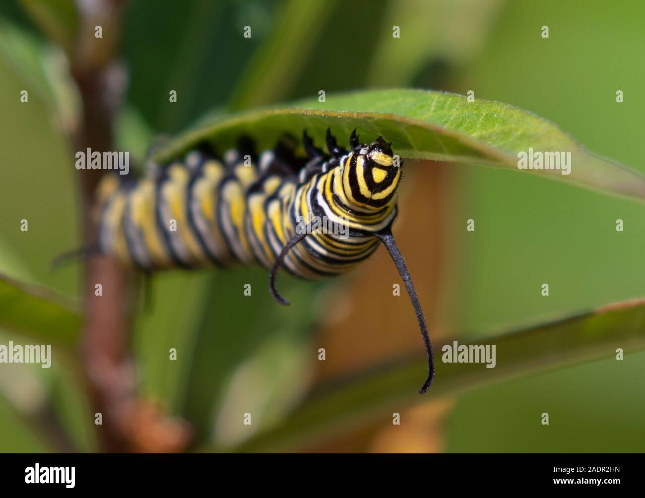 La Monarch (Danaus plexippus) caterpillar alimentazione su milkweed plant, Galveston, Texas, Stati Uniti d'America Foto Stock