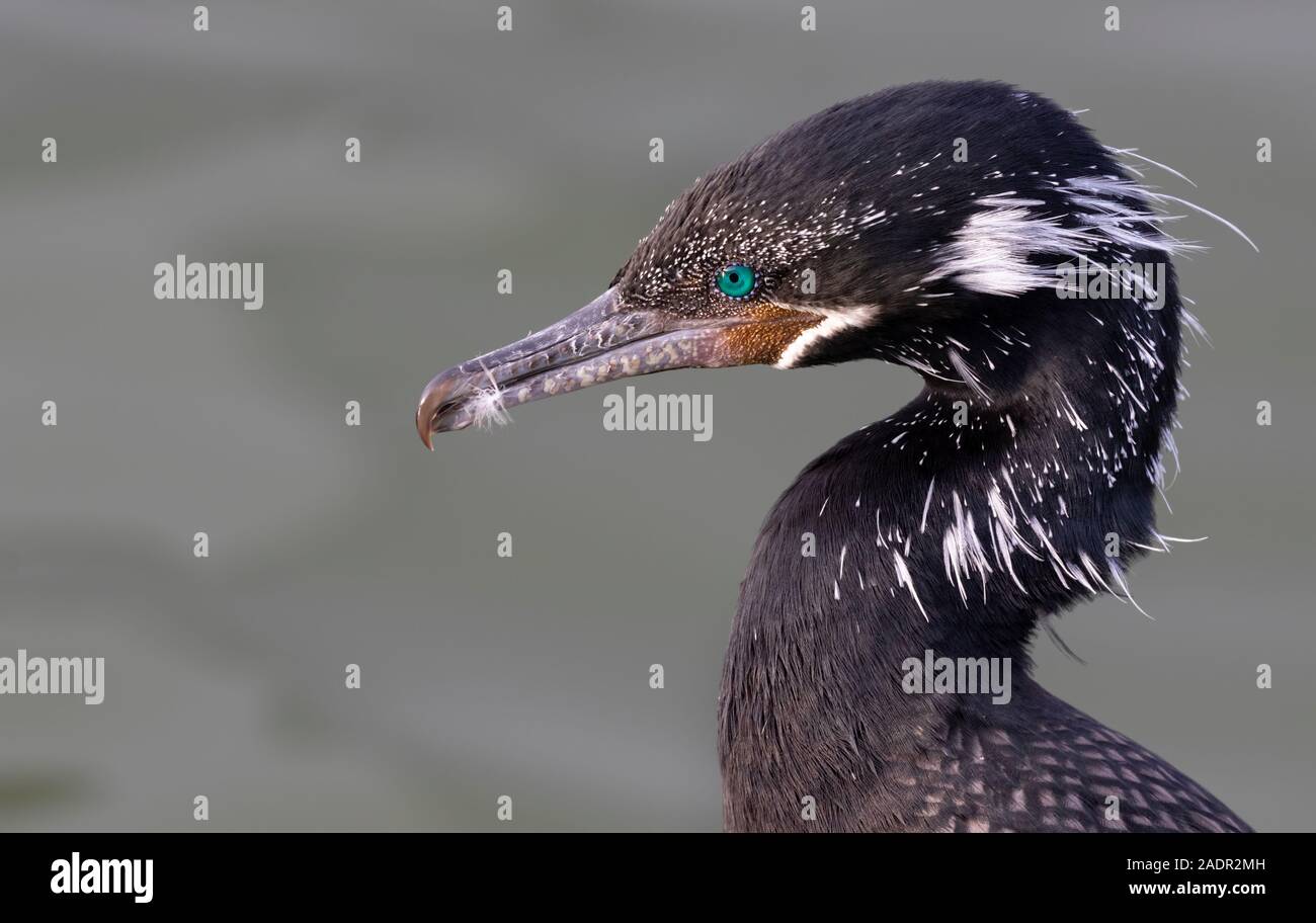 Cormorante neotropico Nannopterum brasilianum) in piume d'allevamento, Galveston, Texas, USA. Foto Stock