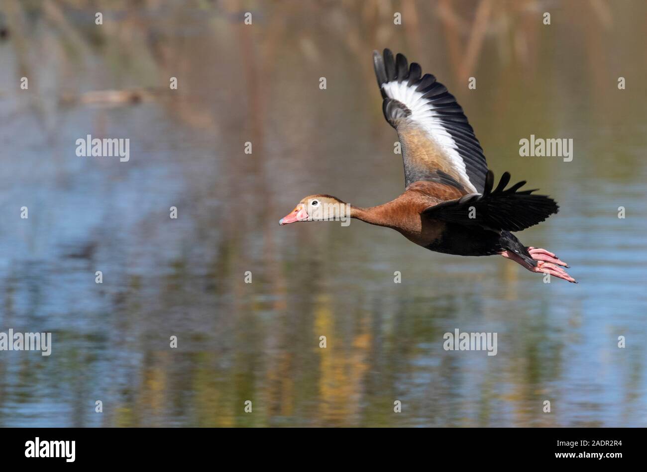 Rospo sibilo anatra (Dendrocygna autumnalis) battenti postare una palude foresta, Brazos Bend State Park, Texas, Stati Uniti d'America. Foto Stock