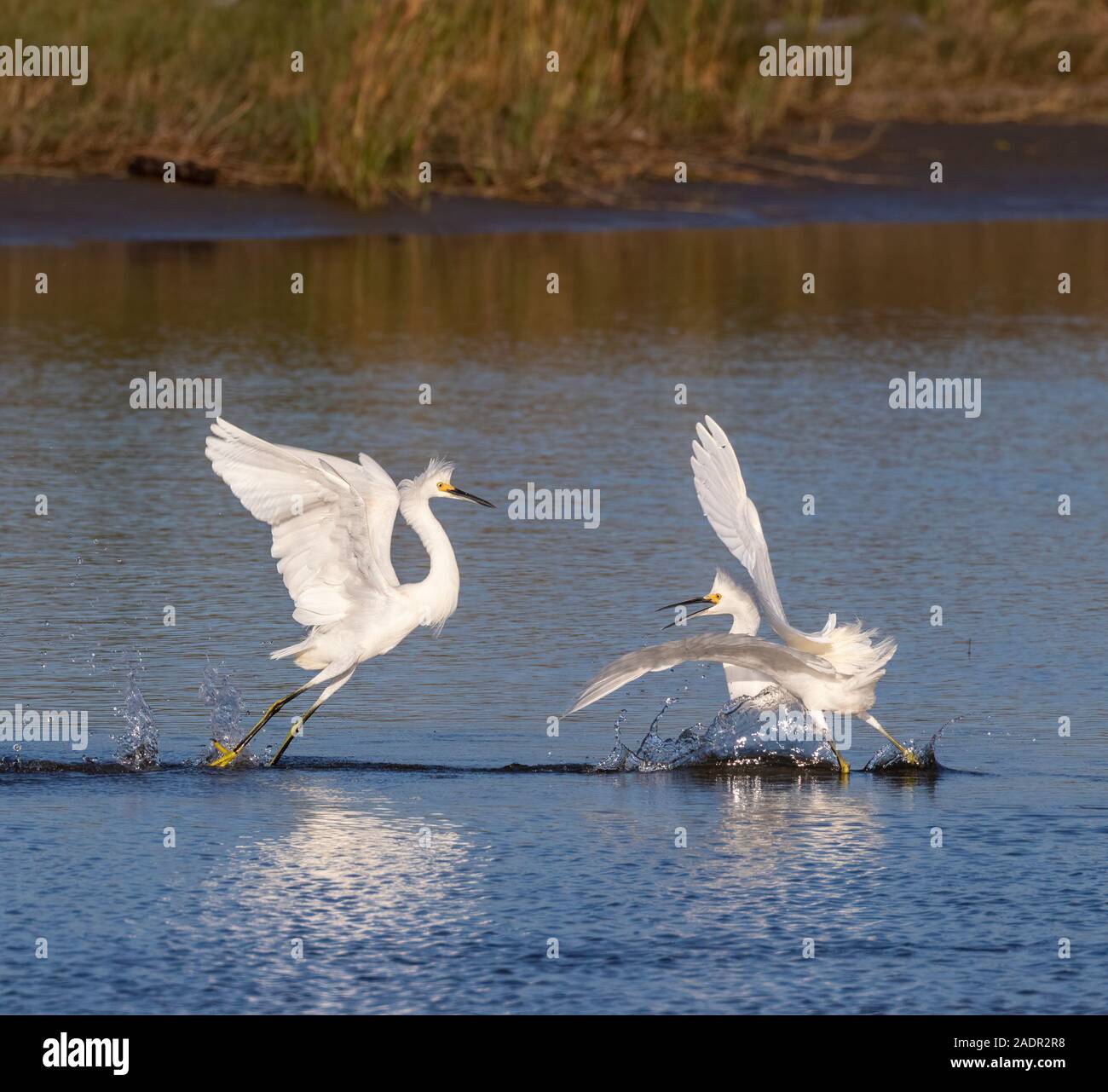 Snowy Egrets (Egretta thuja) combattimenti nella palude di marea, Galveston, Texas, Stati Uniti d'America Foto Stock