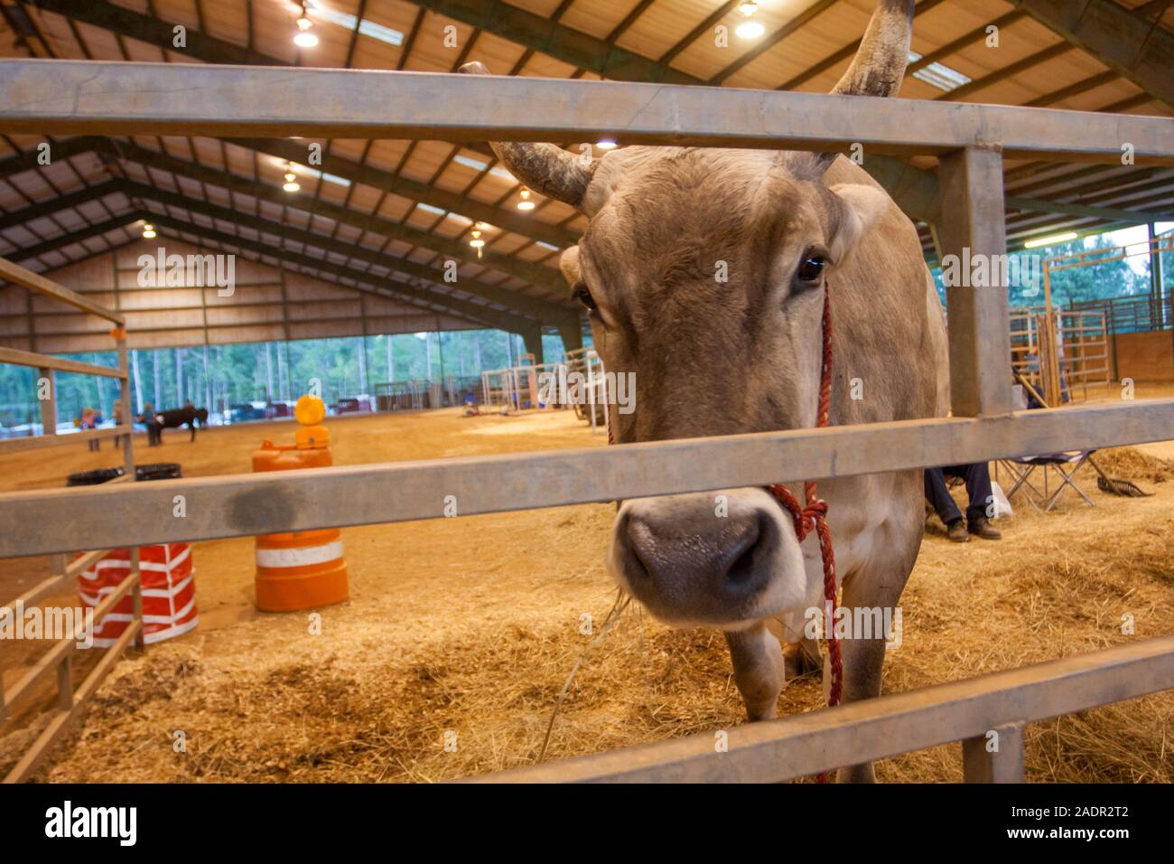 Un primo piano di una curiosa bull a una fiera della contea. Foto Stock