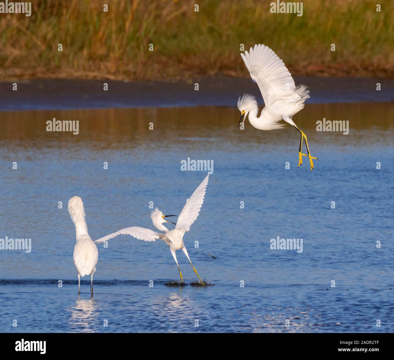 Snowy Egrets (Egretta thuja) combattimenti nella palude di marea, Galveston, Texas, Stati Uniti d'America Foto Stock