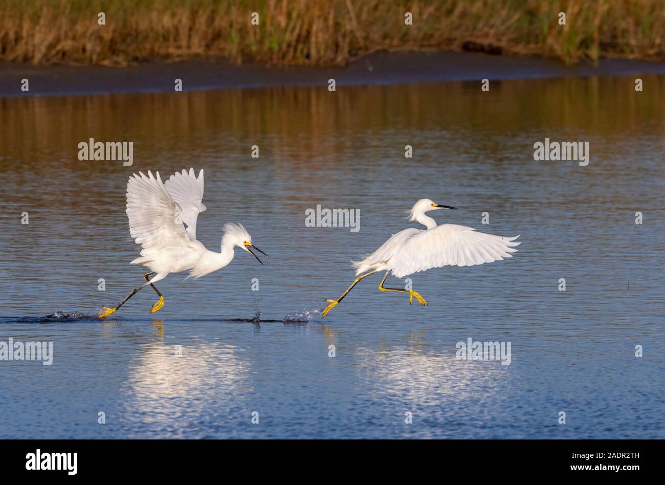 Snowy Egrets (Egretta thuja) combattimenti nella palude di marea, Galveston, Texas, Stati Uniti d'America Foto Stock