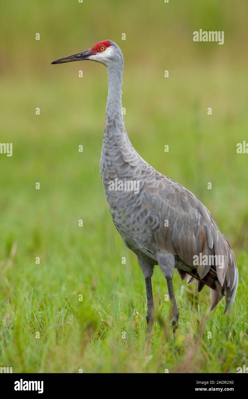 Un singolo Sandhill gru guardando la telecamera verso sinistra. Foto Stock