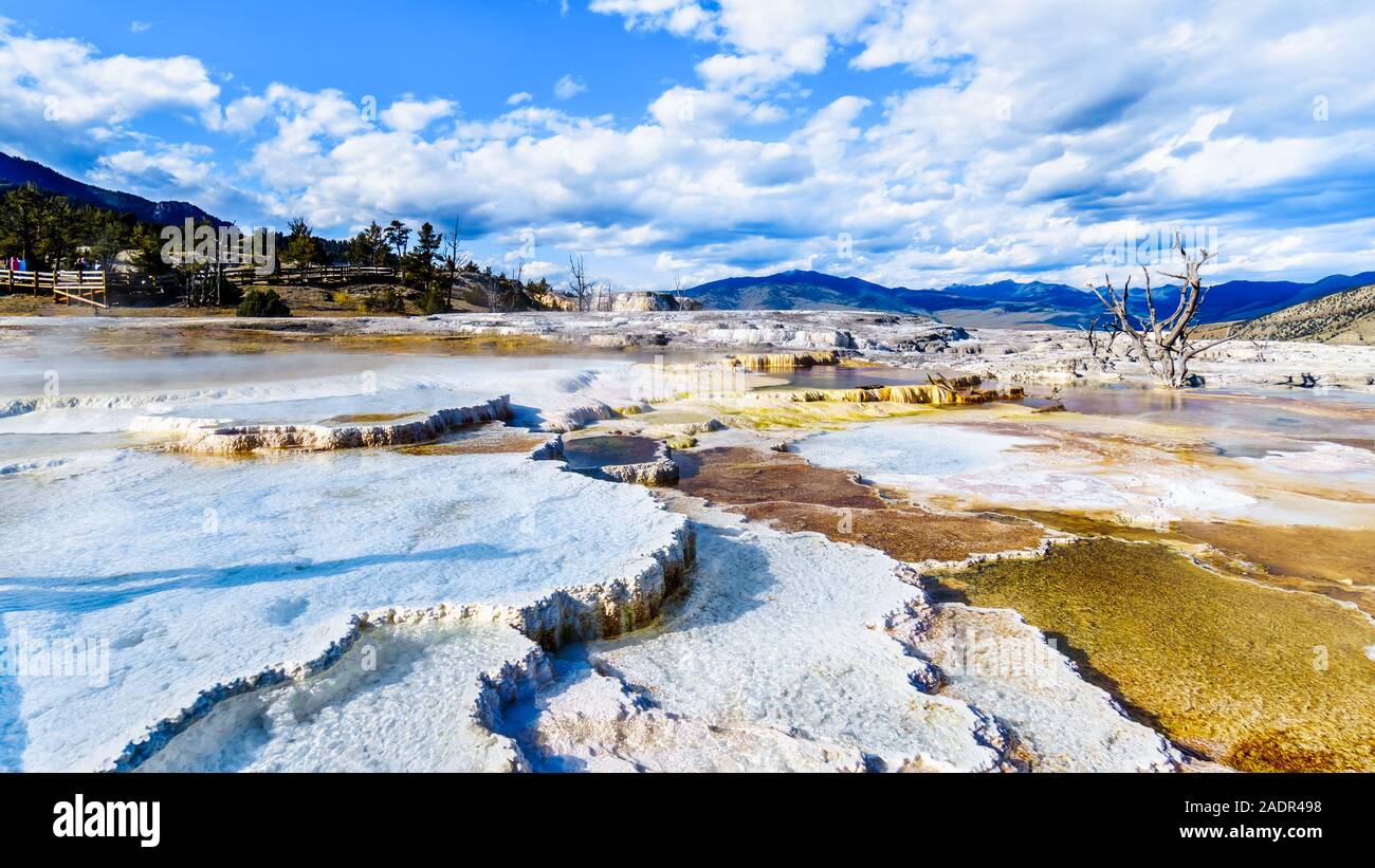 Acqua cristallina e marrone e tappeti di batteri in acqua delle terrazze di travertino formate da geyser a Mammoth Hot Springs, Yellowstone N.P., WY USA Foto Stock