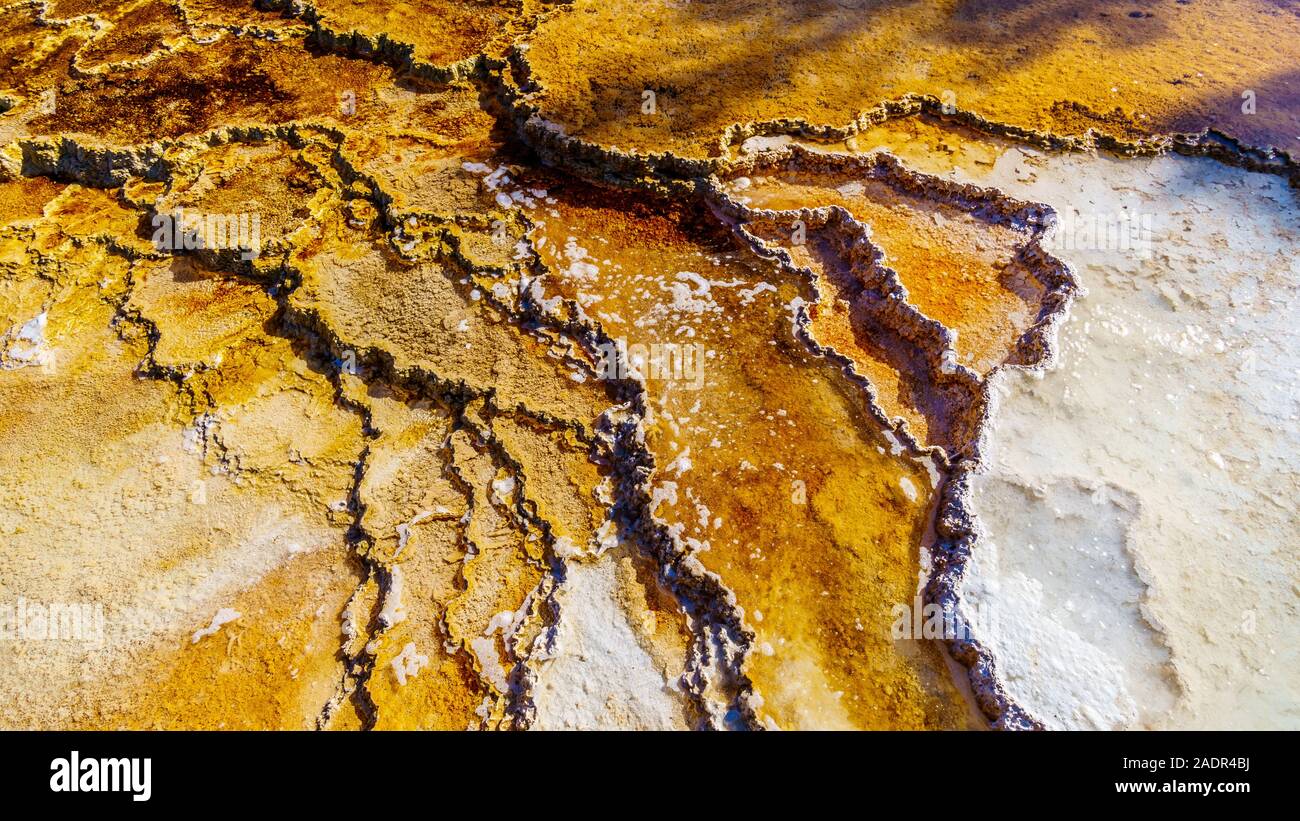 Marrone tappetini di batteri in acqua delle terrazze di travertino formata dai geyser sulla terrazza principale a Mammoth Hot Springs a Yellowstone NP, WY, US Foto Stock
