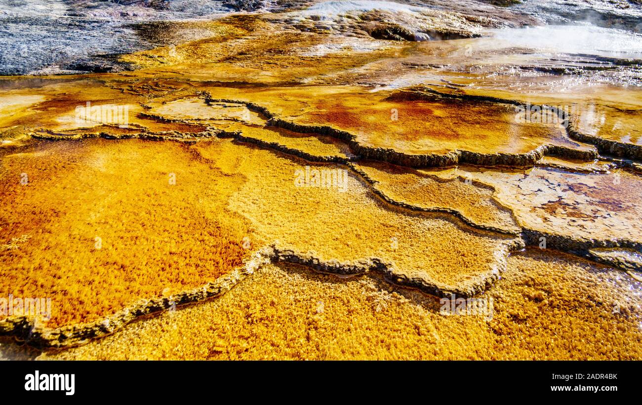 Marrone tappetini di batteri in acqua delle terrazze di travertino formata dai geyser sulla terrazza principale a Mammoth Hot Springs a Yellowstone NP, WY, US Foto Stock