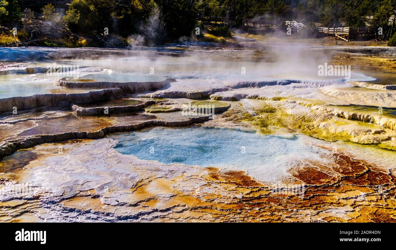 Acqua cristallina e marrone e tappeti di batteri in acqua delle terrazze di travertino formate da geyser a Mammoth Hot Springs, Yellowstone N.P., WY USA Foto Stock
