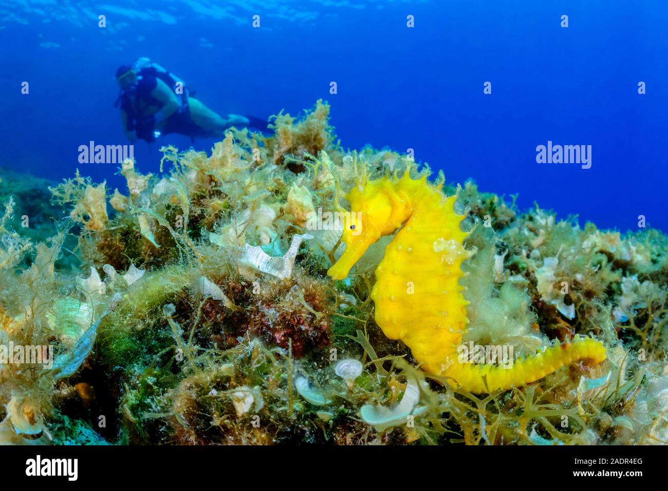 A lungo snouted seahorse, Hippocampus guttulatus, mimetizzati fra le alghe e altre alghe, Isola di Brac, Biograd, Dalmazia, Croazia, Mare Adriatico, medi Foto Stock