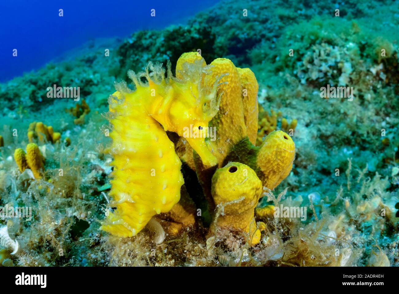 A lungo snouted seahorse, Hippocampus guttulatus, mimetizzati fra tubo giallo spugne, Aplysina aerophoba, Isola di Brac, Biograd, Dalmazia, Croazia, ADR Foto Stock