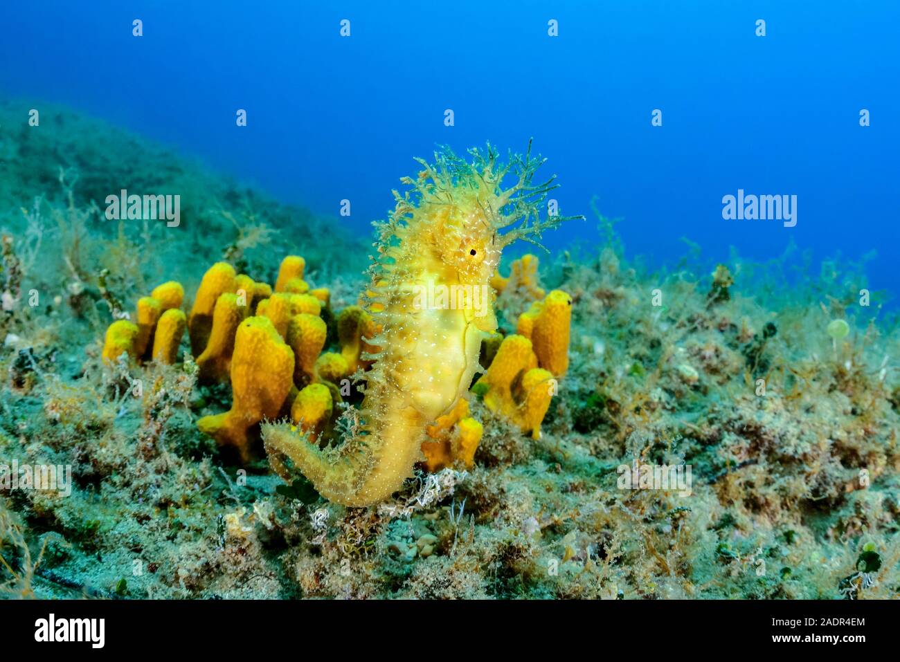 A lungo snouted seahorse, Hippocampus guttulatus, mimetizzati fra tubo giallo spugne, Aplysina aerophoba, Isola di Brac, Biograd, Dalmazia, Croazia, ADR Foto Stock
