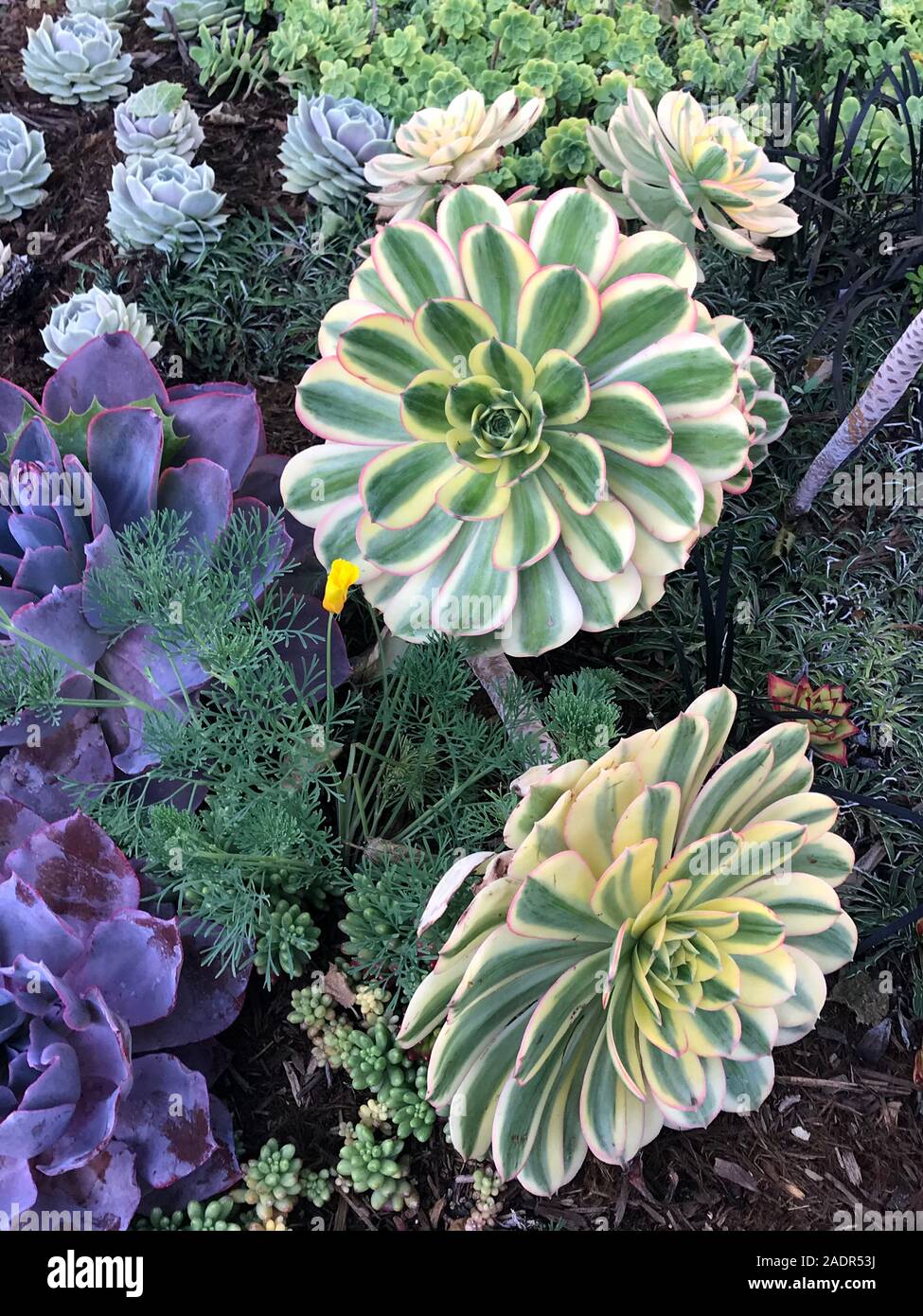 Colorati giardini e architettura del paesaggio presso il Getty Center per le Arti in Los Angeles, CA Foto Stock