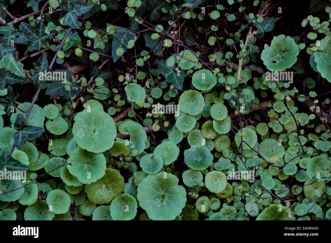 Dettagli di una parete verde con diversi tipi di piante Foto Stock
