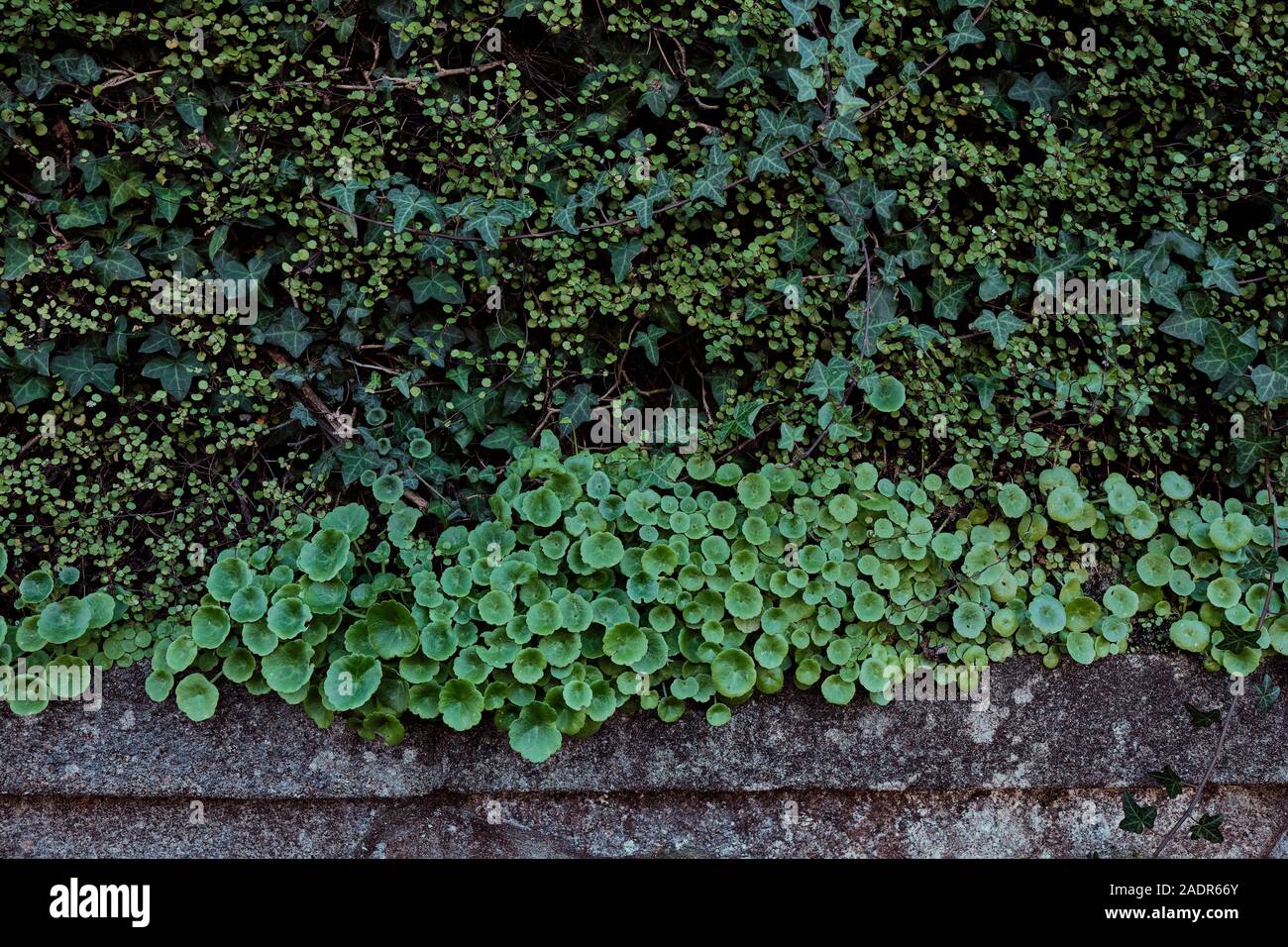 Dettagli di una parete verde con diversi tipi di piante Foto Stock