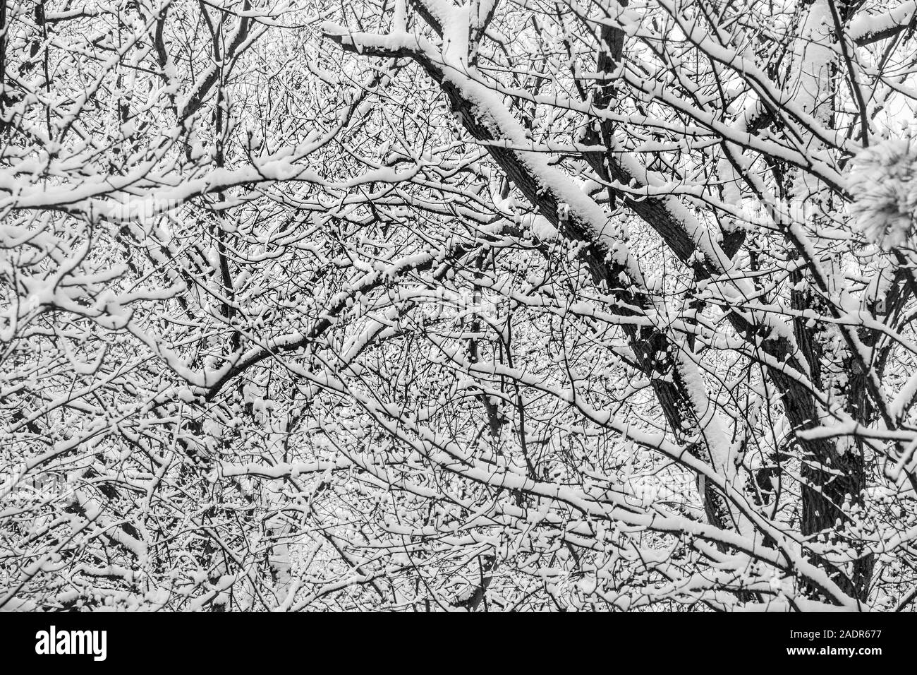 Alberi rivestiti con neve dopo un inverno tardo tempesta di neve Foto Stock