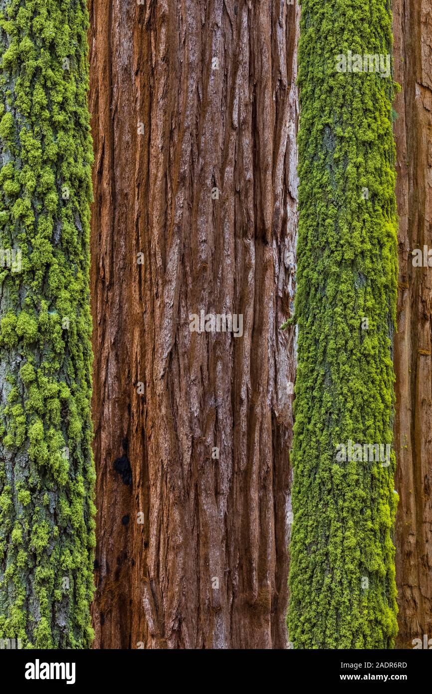 Sequoia gigante, Sequoiadendron giganteum, alberi con altri alberi coperti di Wolf Lichen, Letharia vulpina, in Sequoia National Park, California, Stati Uniti d'America Foto Stock