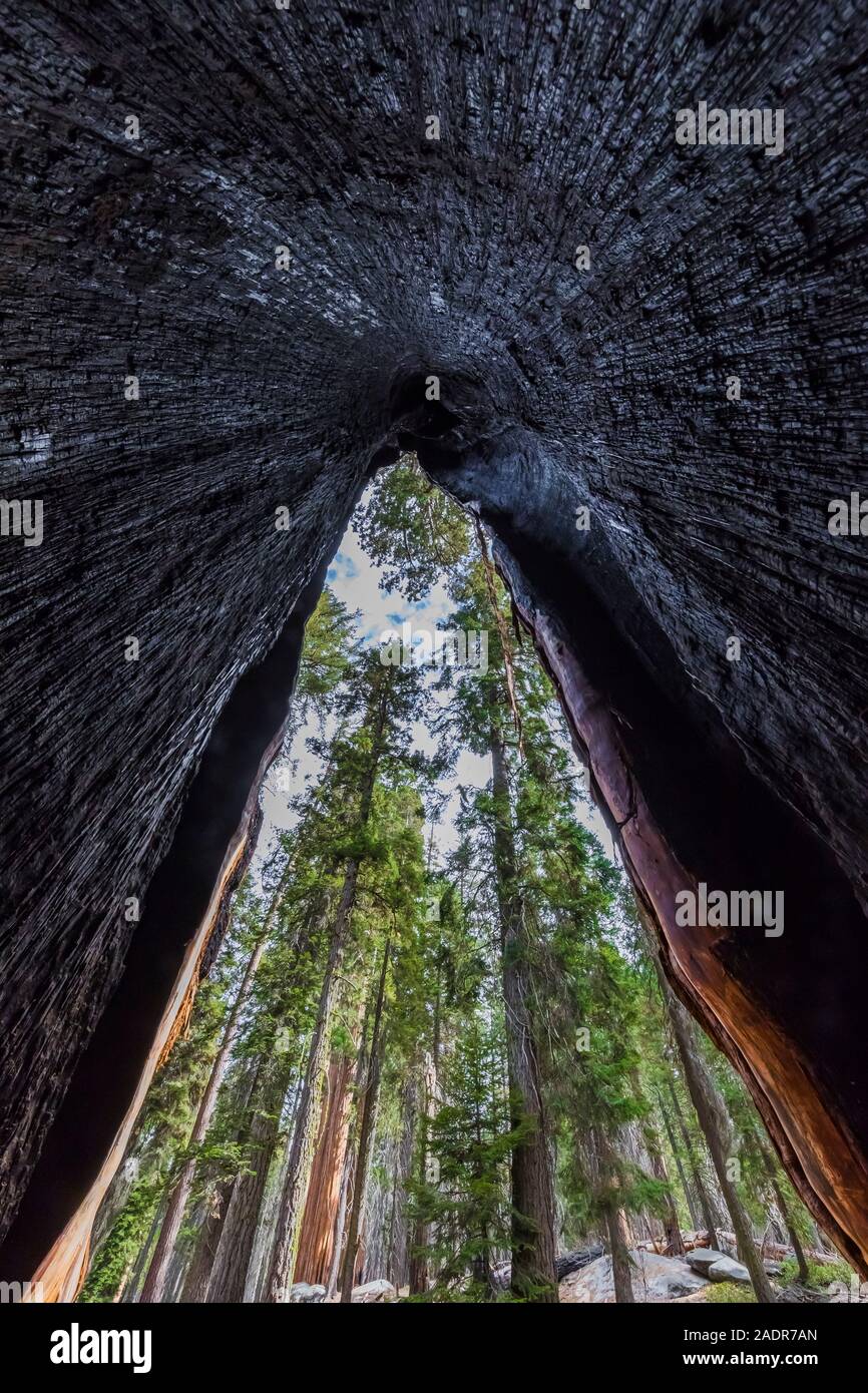 Guardando fuori dalla cava, bruciato base di una sequoia gigante, Sequoiadendron gigantea, in Sherman area della struttura ad albero di Sequoia National Park, California, Stati Uniti d'America Foto Stock