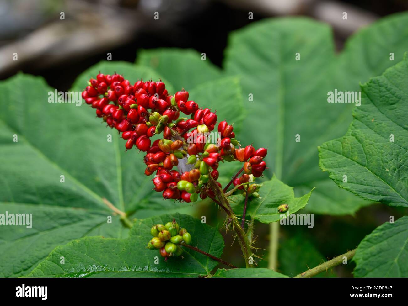 Bacche rosse crescono sulla boccola in estate close up Foto Stock