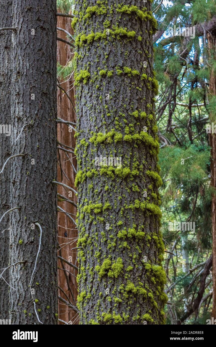 La conifera alti con Wolf Lichen, Letharia vulpina, in anelli intorno ad esso lungo la Sequoia gigante sentieri nel General Sherman area della struttura ad albero di sequoia Nationa Foto Stock