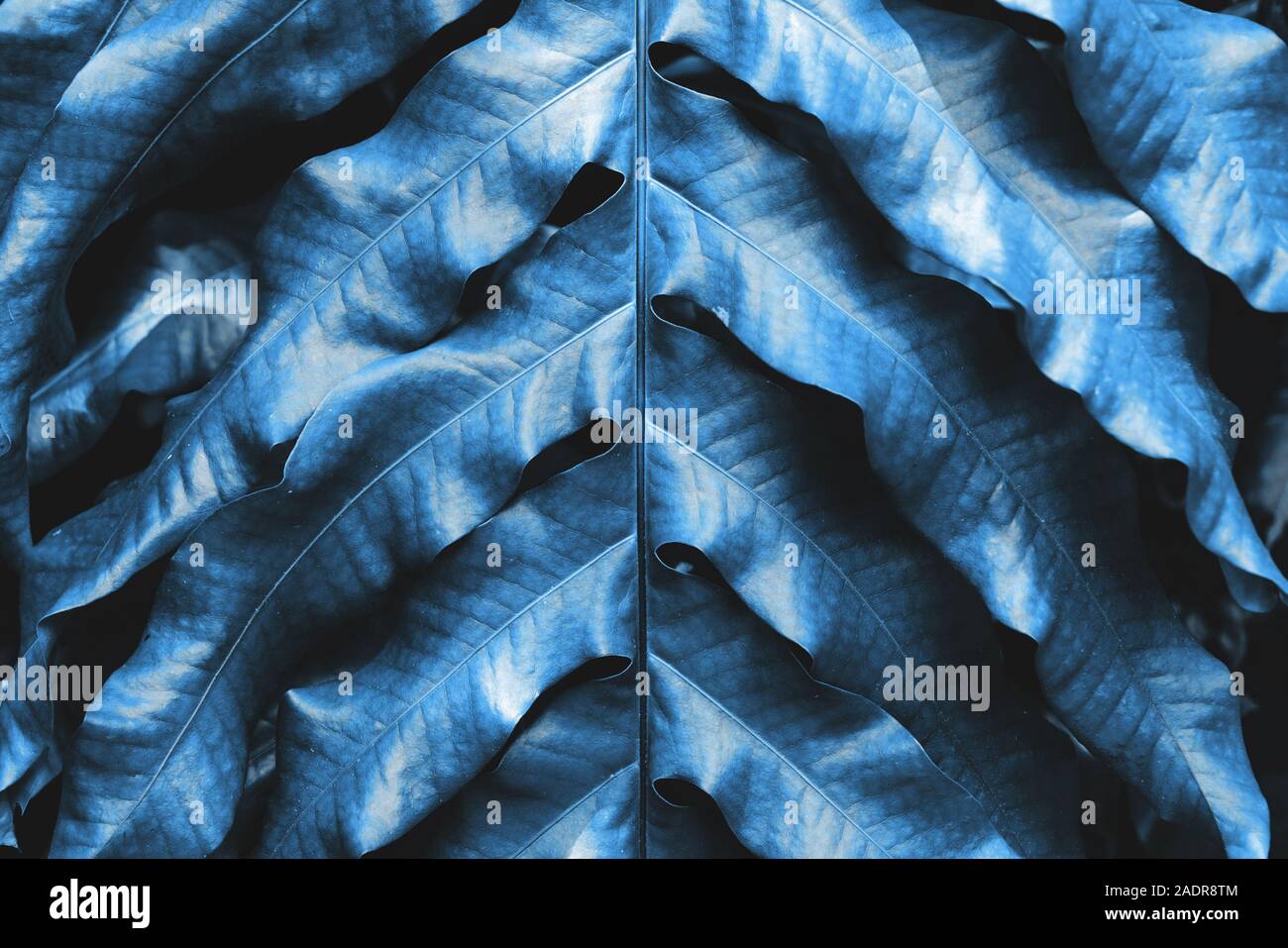 Vista ravvicinata della foglia tropicale sfondo texture virati al colore dell'anno 2020. Foto Stock