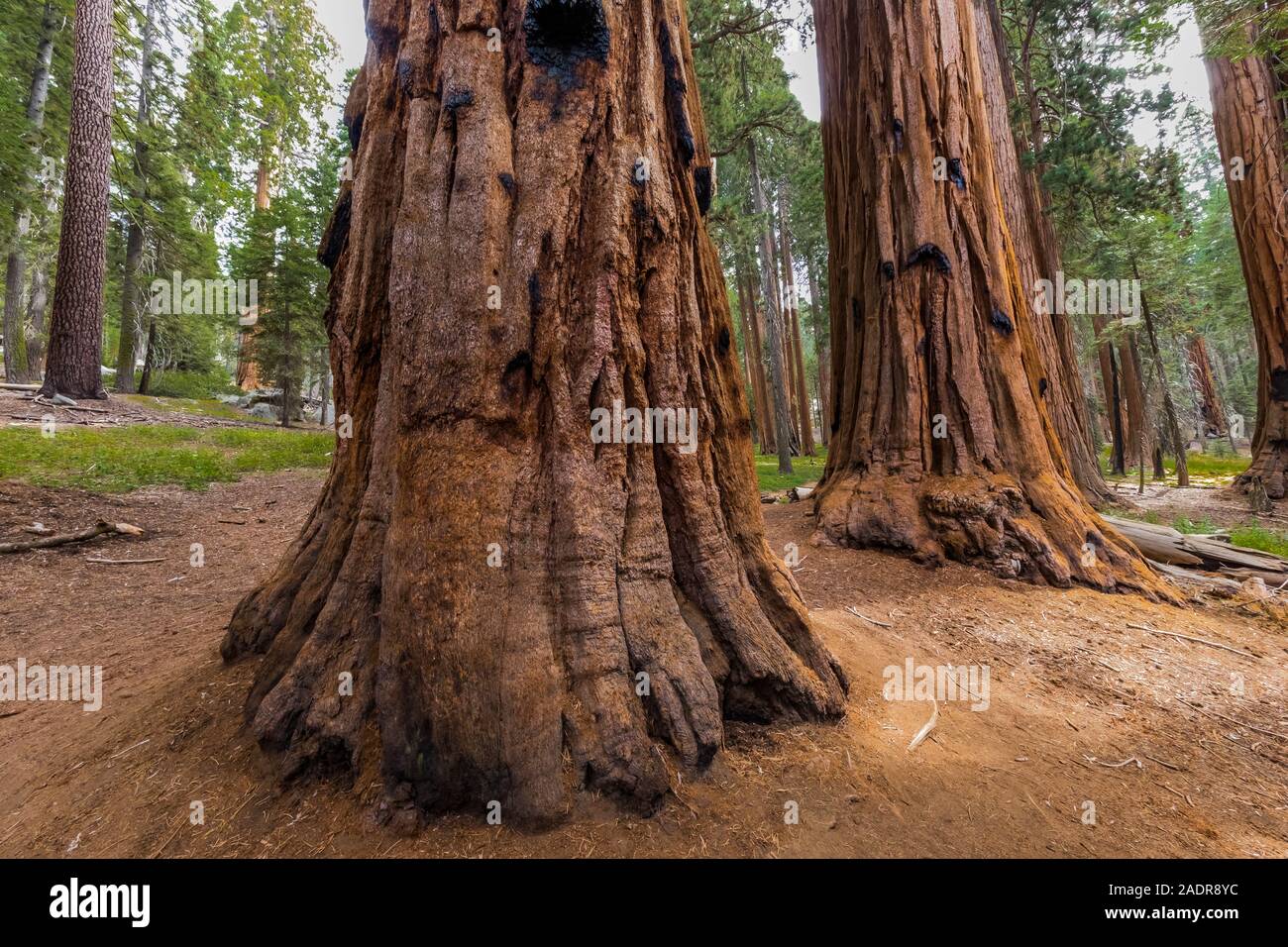 Sequoia gigante, Sequoiadendron giganteum, alberi nel boschetto Sherman area della struttura ad albero di Sequoia National Park, California, Stati Uniti d'America Foto Stock