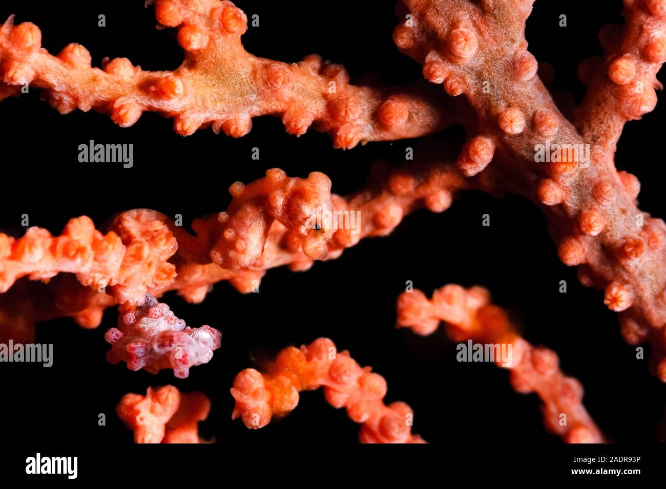 Cavalluccio marino pigmeo o Bargibant il cavalluccio marino Hippocampus bargibanti, Chichi-jima, Bonin Isole Isole Ogasawara, patrimonio mondiale naturale, Tokyo, Ja Foto Stock