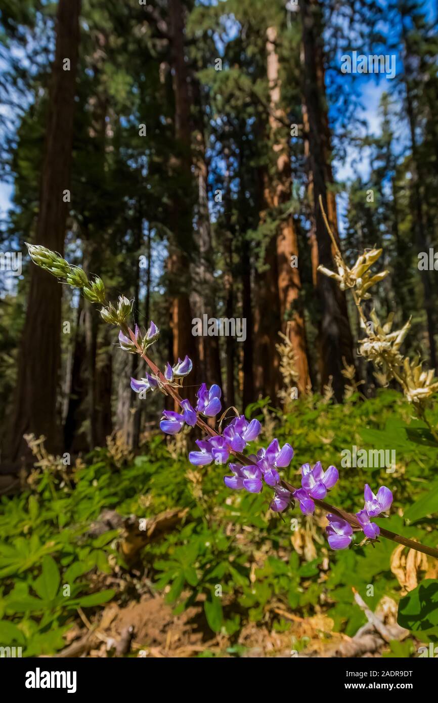 Fiori di lupino tra le sequoie giganti, Sequoiadendron giganteum, in Sherman area della struttura ad albero di Sequoia National Park, California, Stati Uniti d'America Foto Stock