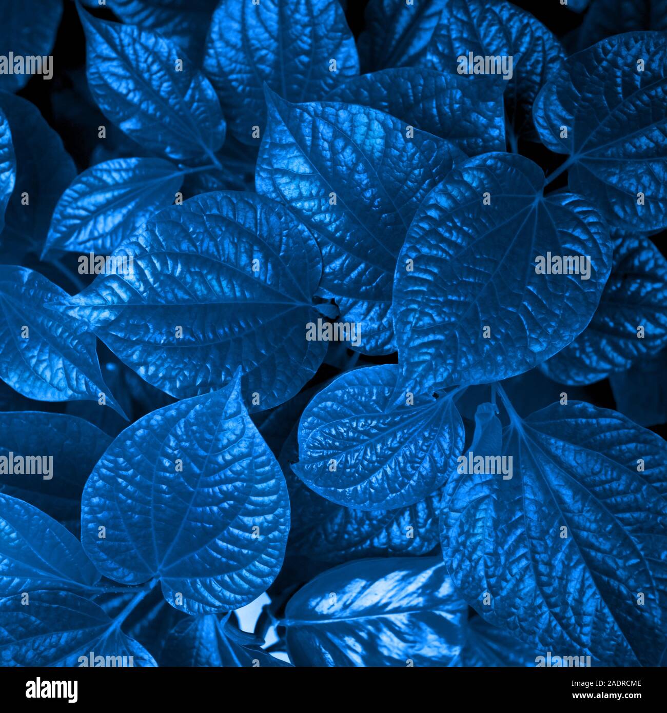 Foglie blu immagini e fotografie stock ad alta risoluzione - Alamy