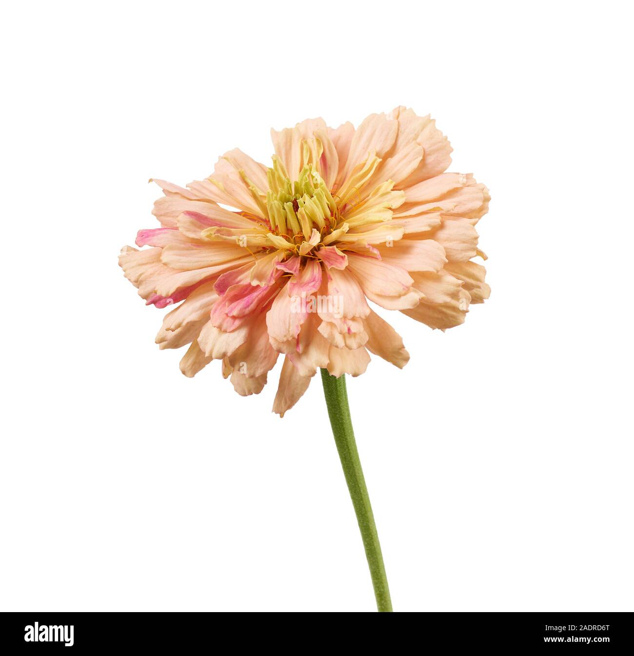 Bocciolo di rosa di fioritura zinnia isolati su sfondo bianco, close up Foto Stock