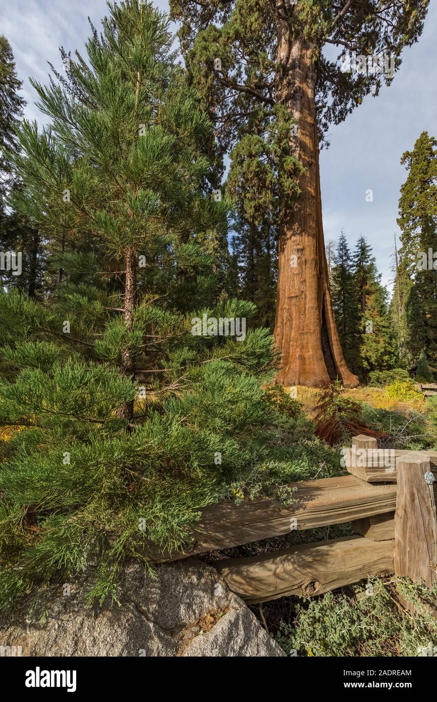 Sentinel Tree, una sequoia gigante, Sequoiadendron giganteum, al di fuori della Foresta Gigante Museum di Sequoia National Park, California, Stati Uniti d'America Foto Stock