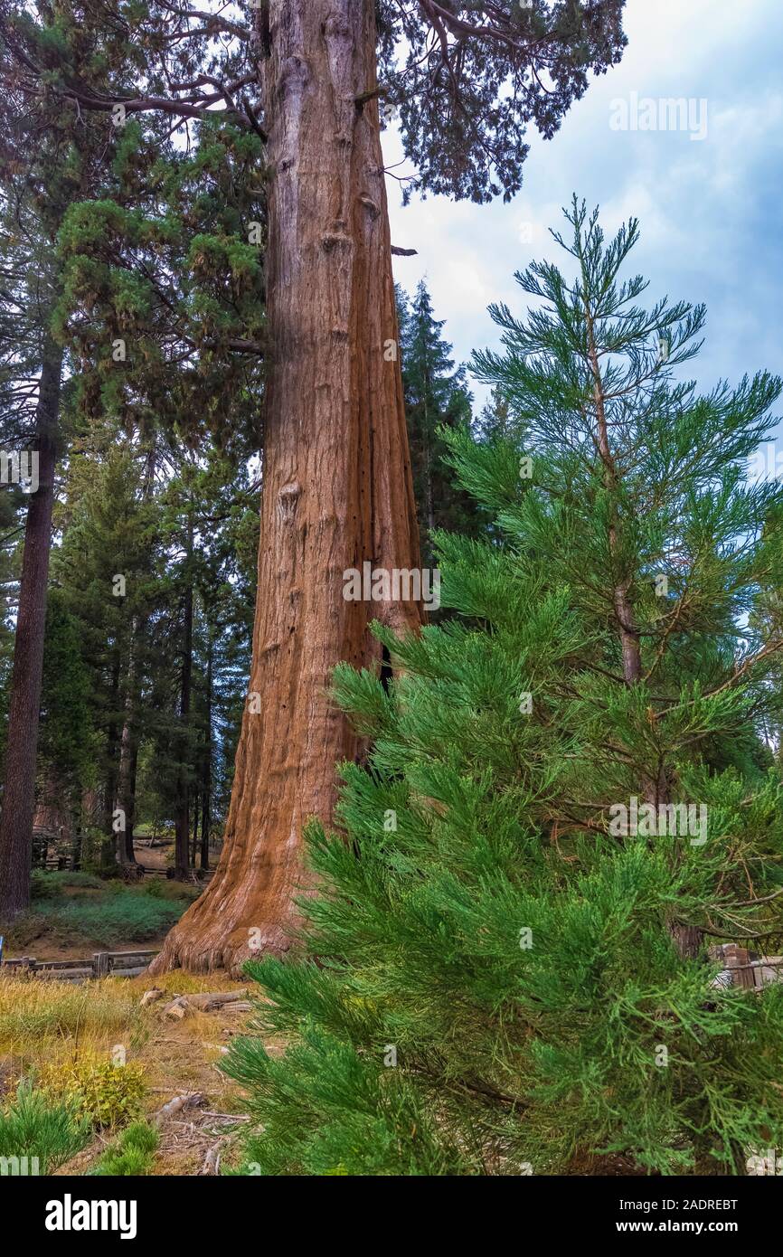 Sentinel Tree, una sequoia gigante, Sequoiadendron giganteum, al di fuori della Foresta Gigante Museum di Sequoia National Park, California, Stati Uniti d'America Foto Stock