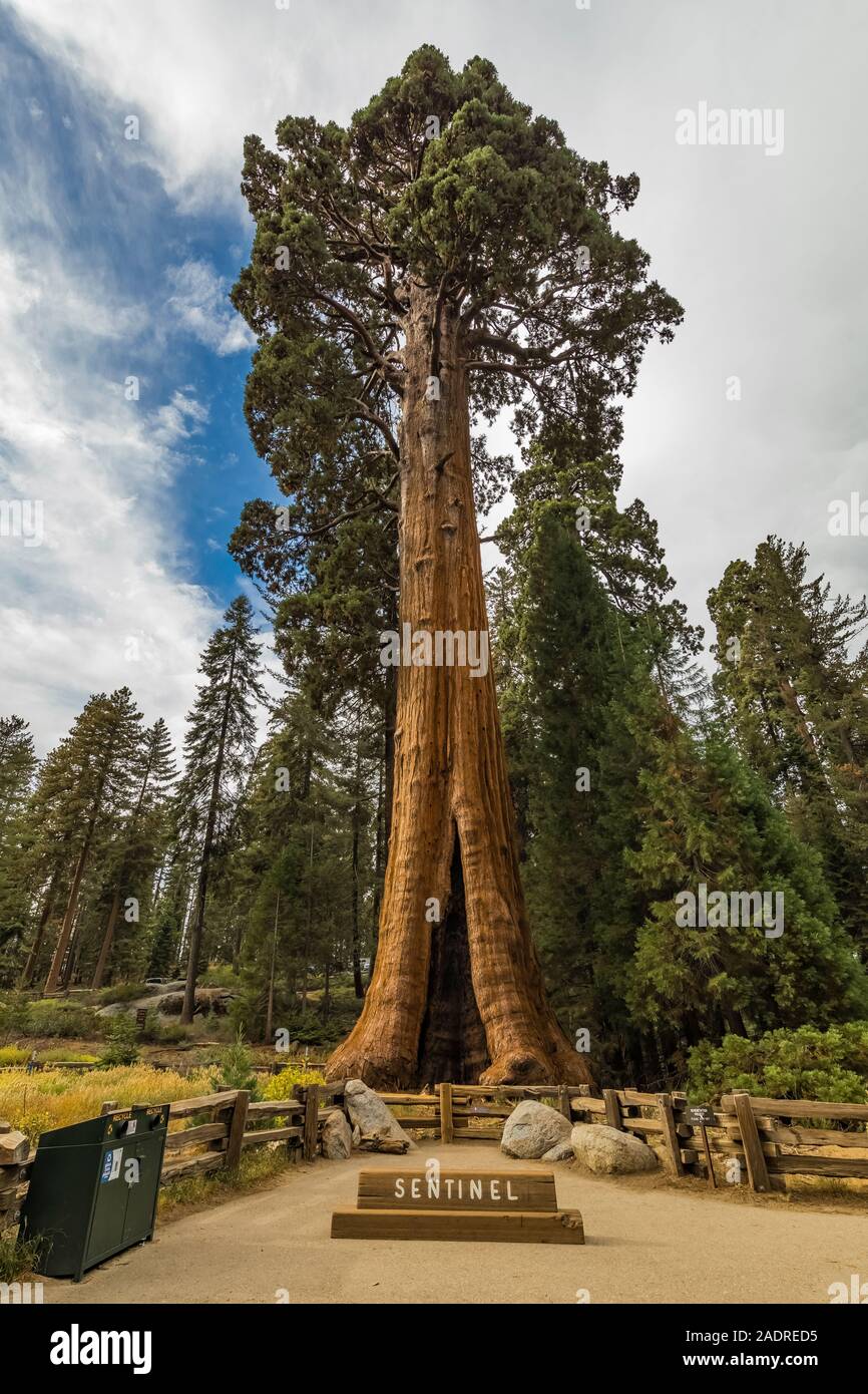 Sentinel Tree, una sequoia gigante, Sequoiadendron giganteum, al di fuori della Foresta Gigante Museum di Sequoia National Park, California, Stati Uniti d'America Foto Stock