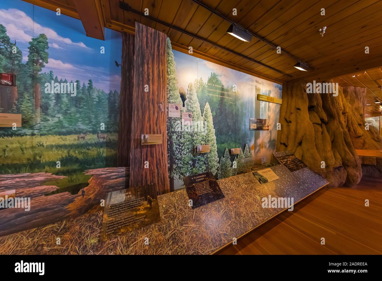 Giant Forest Museum espone circa gli incendi e di ecologia forestale nel Parco Nazionale di Sequoia, CALIFORNIA, STATI UNITI D'AMERICA Foto Stock