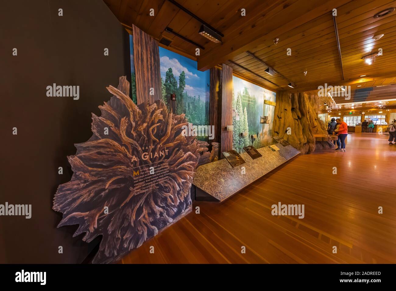 Giant Forest Museum espone circa gli incendi e di ecologia forestale nel Parco Nazionale di Sequoia, California, Stati Uniti d'America [Nessun modello di rilascio; disponibile per editoriale licen Foto Stock