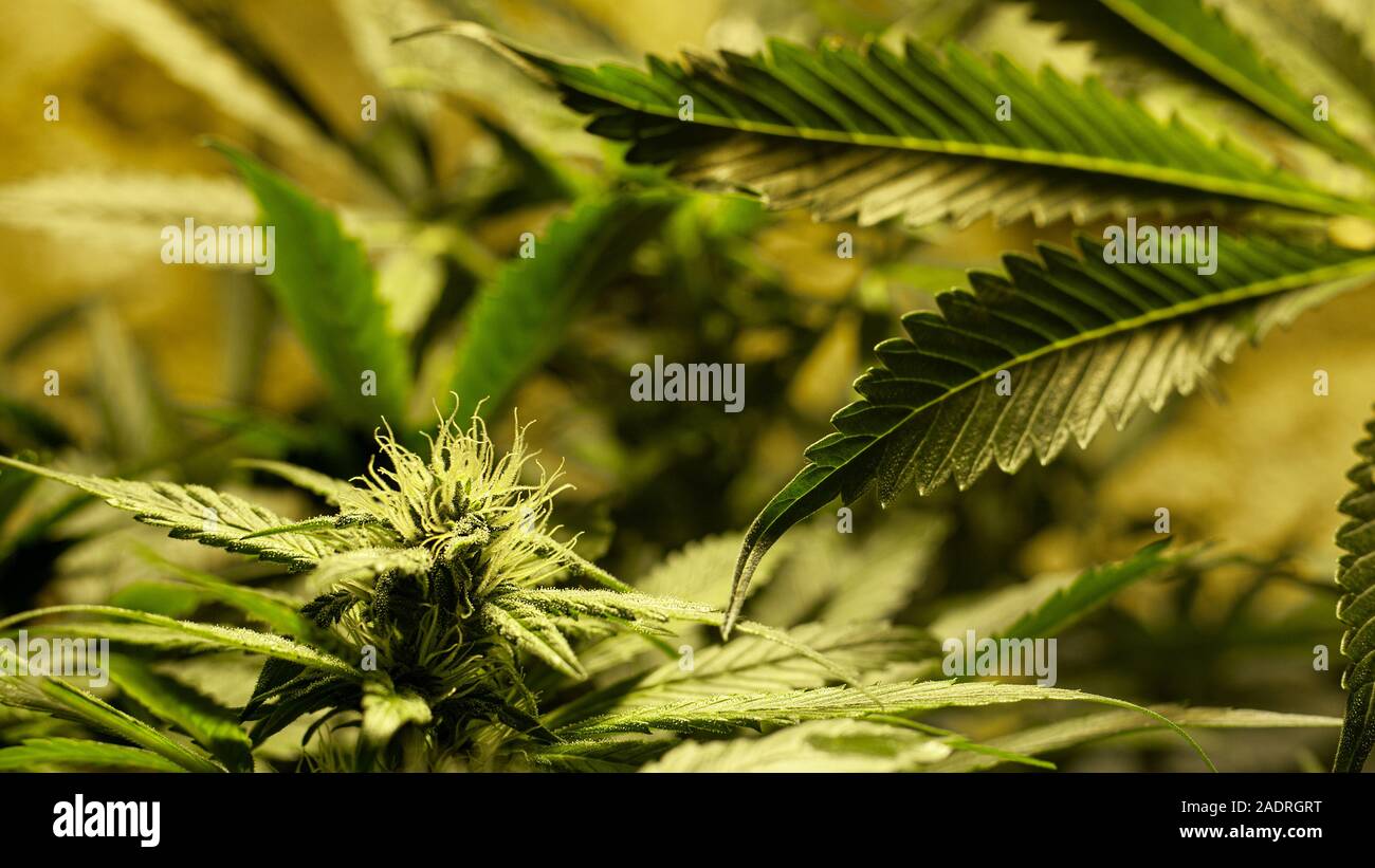 Verde fioritura giovani germogli di marijuana. pianta di cannabis il concetto di coltivazione. Foto Stock