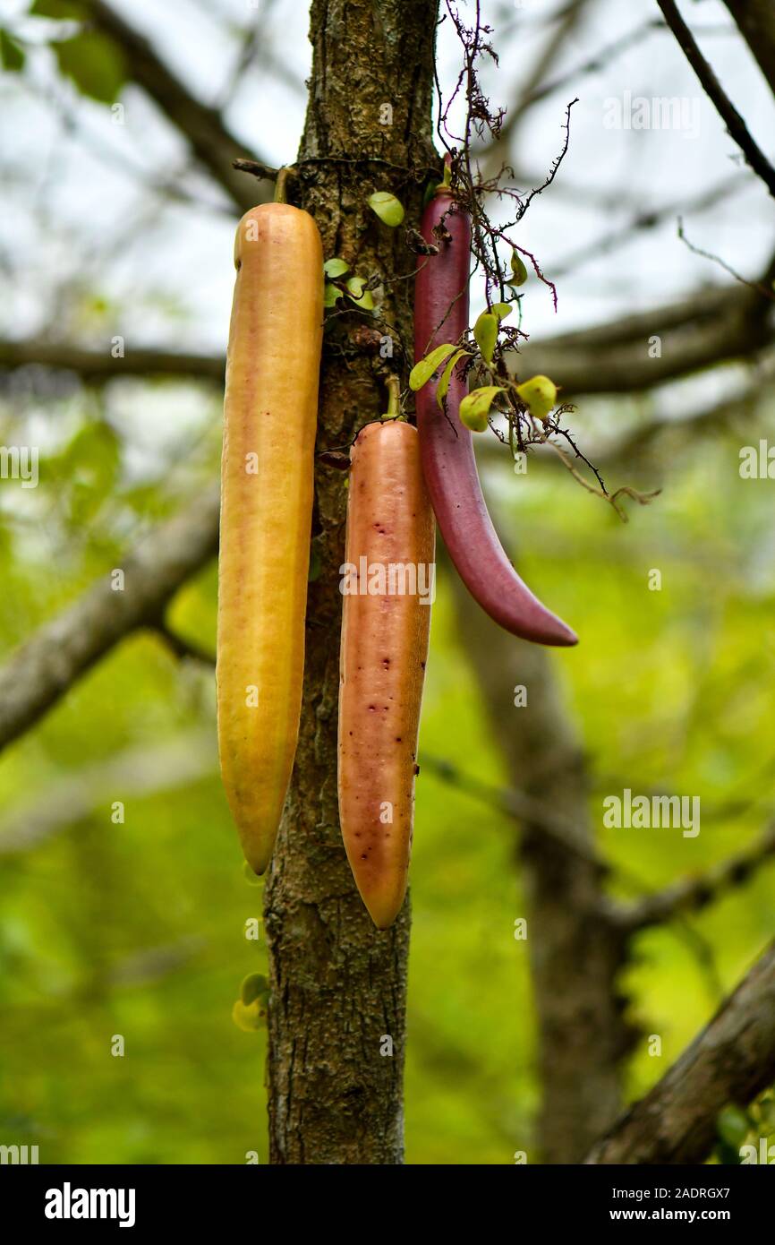 Parmentiera cereifera, Candela alberi da frutto, i frutti carnosi è commestibile. Foto Stock